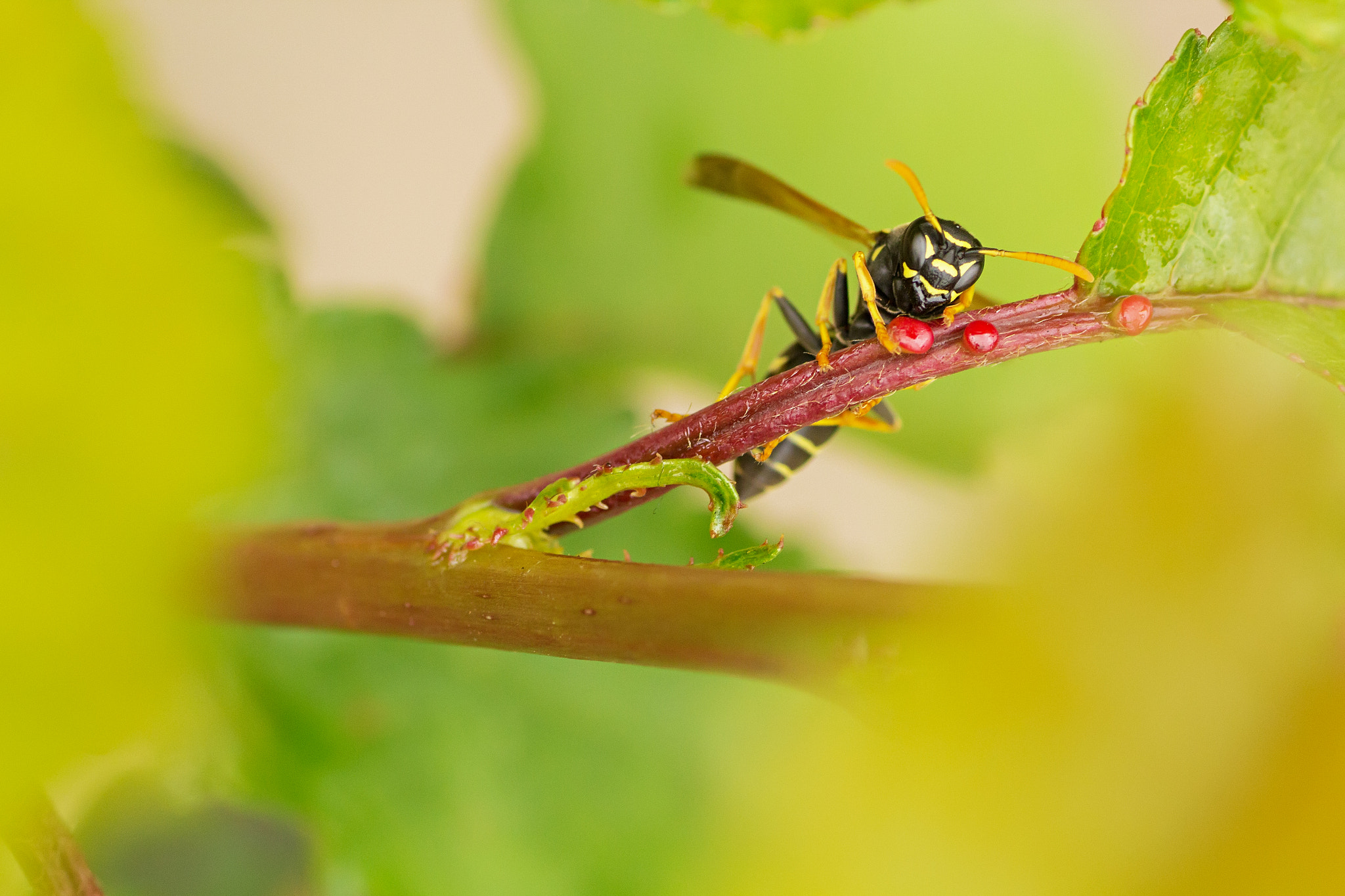 Canon EOS 60D + Tamron SP AF 90mm F2.8 Di Macro sample photo. Img photography