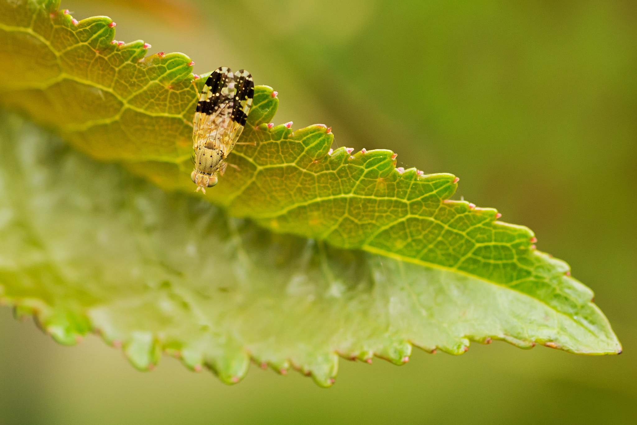 Canon EOS 60D + Tamron SP AF 90mm F2.8 Di Macro sample photo. Img photography