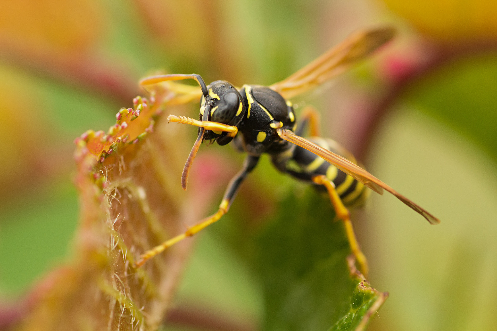 Canon EOS 60D + Tamron SP AF 90mm F2.8 Di Macro sample photo. Img photography