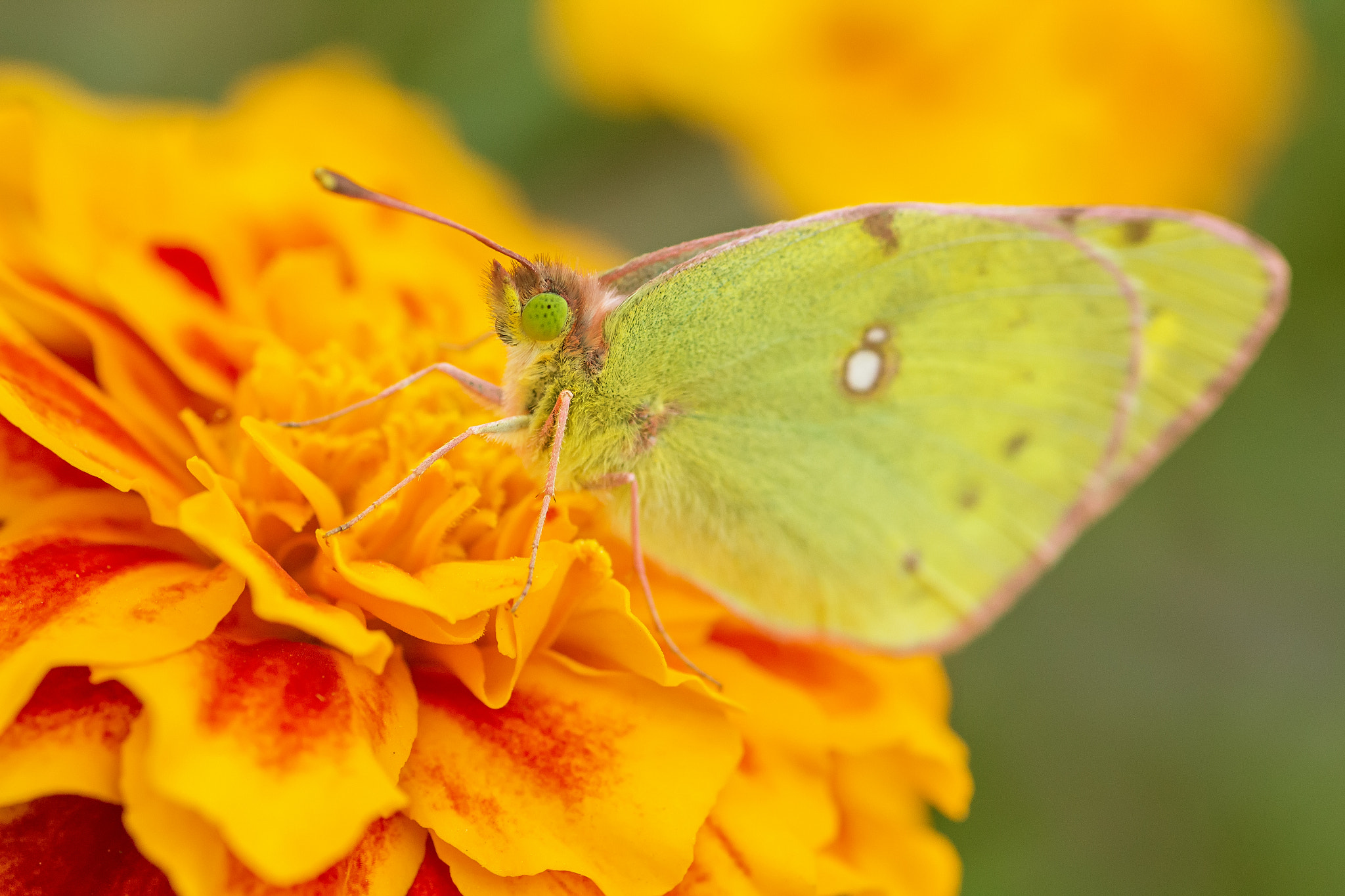 Canon EOS 60D + Tamron SP AF 90mm F2.8 Di Macro sample photo. Img photography