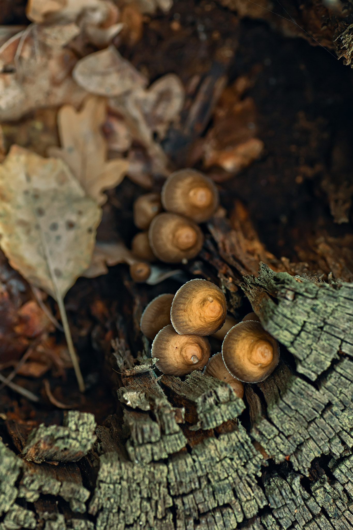 Canon EOS 60D + Tamron SP AF 90mm F2.8 Di Macro sample photo. Img photography