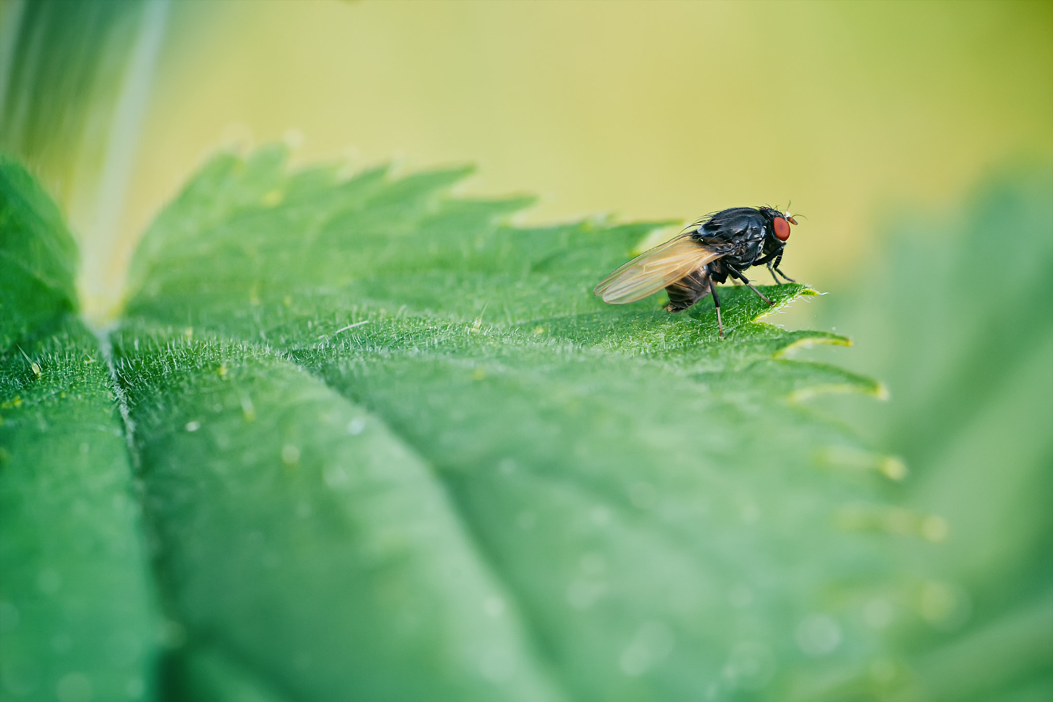 Canon EOS 60D + Tamron SP AF 90mm F2.8 Di Macro sample photo. муха photography