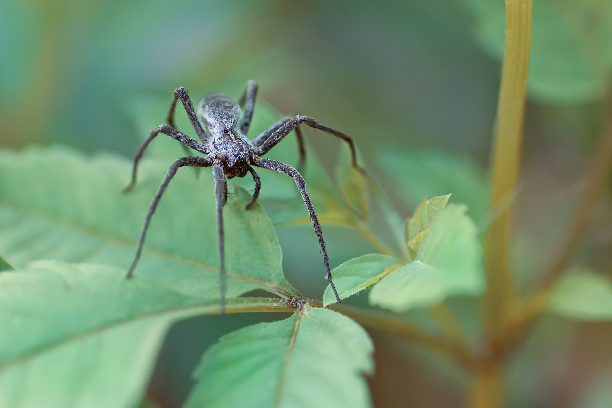 Canon EOS 60D + Tamron SP AF 90mm F2.8 Di Macro sample photo. паук photography