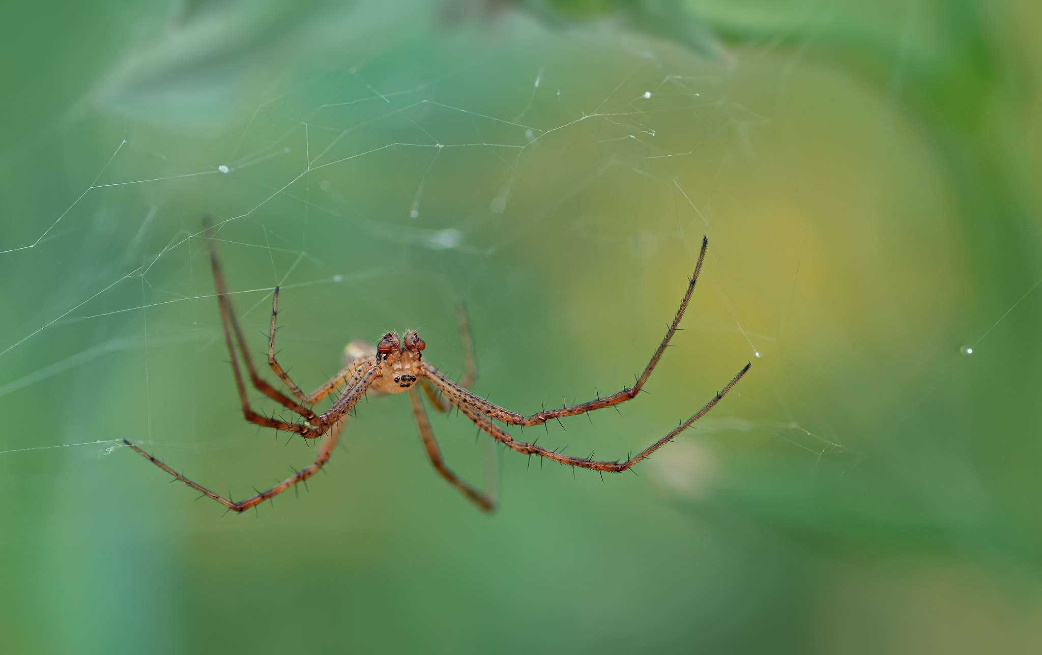 Canon EOS 60D + Tamron SP AF 90mm F2.8 Di Macro sample photo. паук photography