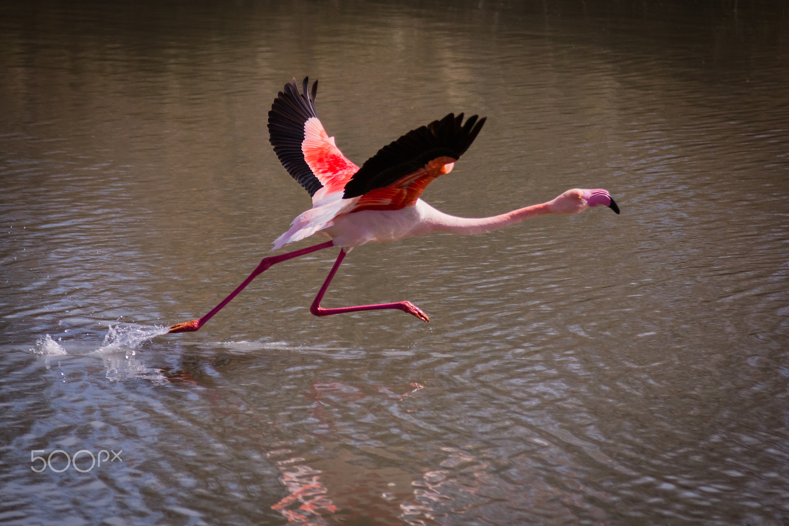 Canon EOS 60D sample photo. Pink flamigo taking off photography