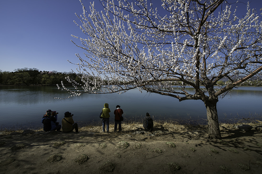 Nikon AF-S Nikkor 14-24mm F2.8G ED sample photo. Spring photography