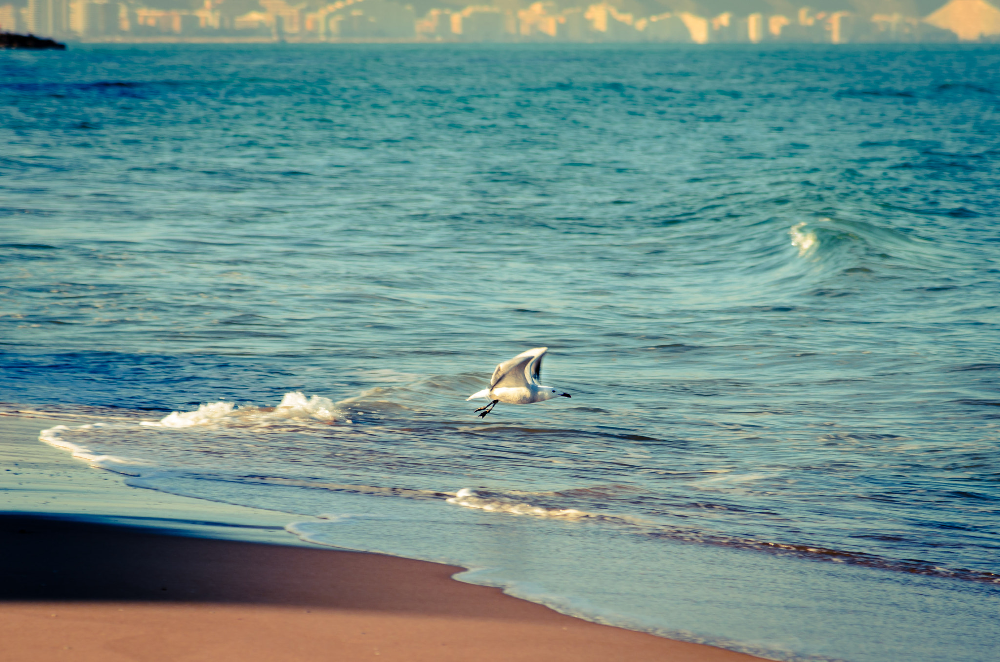 Nikon AF-S Nikkor 24-120mm F4G ED VR sample photo. Seagull... photography