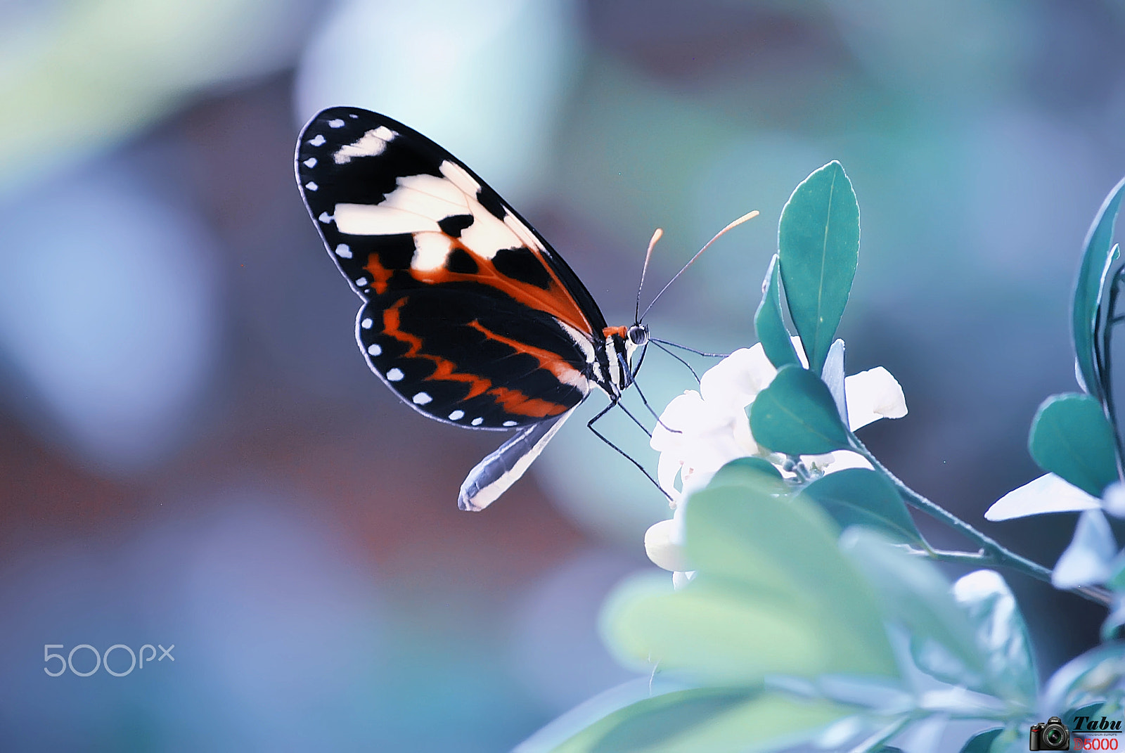 Nikon D3000 sample photo. Mariposa () photography