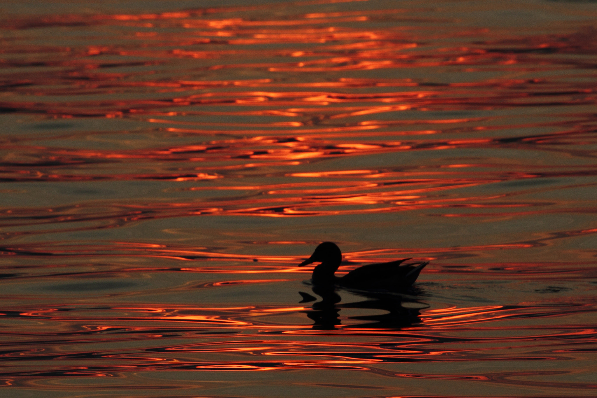 Sigma 70-300mm F4-5.6 APO DG Macro sample photo. Lake is on fire photography