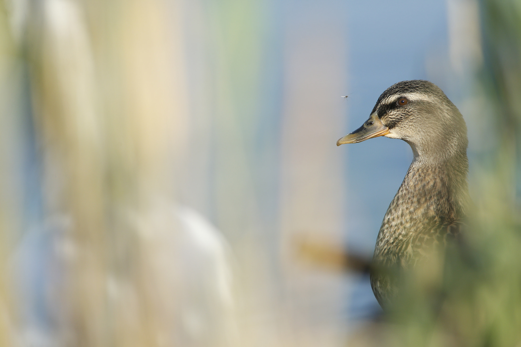 Canon EF 300mm f/2.8L + 1.4x sample photo