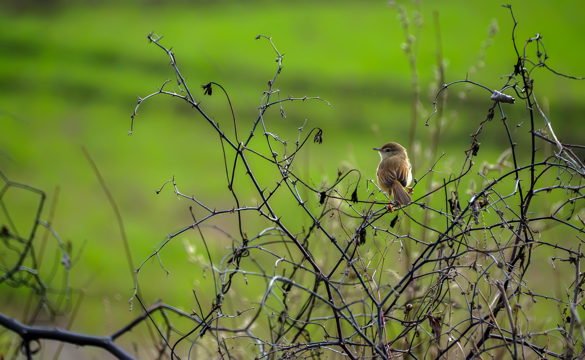 Sony DT 55-300mm F4.5-5.6 SAM sample photo. The mesh photography