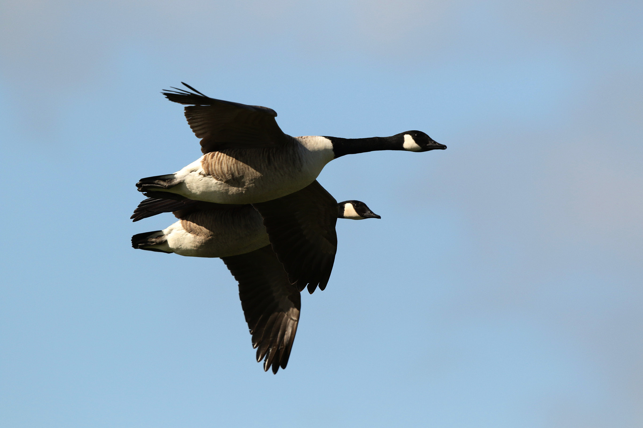 Canon EOS 7D Mark II + Canon EF 500mm F4L IS II USM sample photo. Ja photography