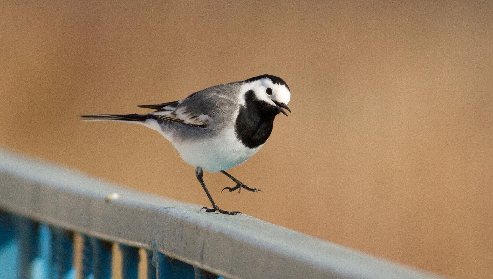 Canon EOS 7D + Canon EF 400mm F5.6L USM sample photo. White wagtail photography