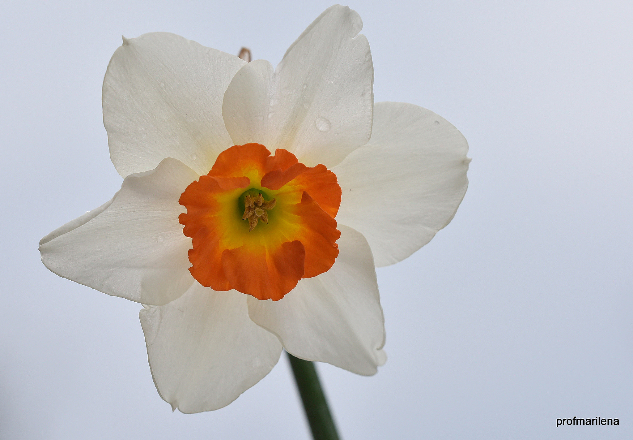 Nikon D810 + Sigma 150mm F2.8 EX DG OS Macro HSM sample photo. Color on grey rainy day photography