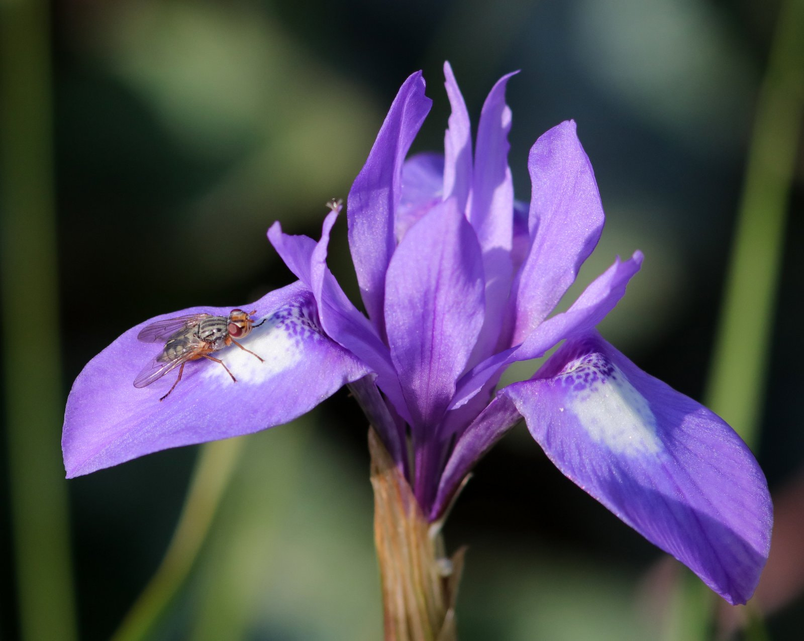 Canon EF 300mm F4L IS USM sample photo. Irisophila photography