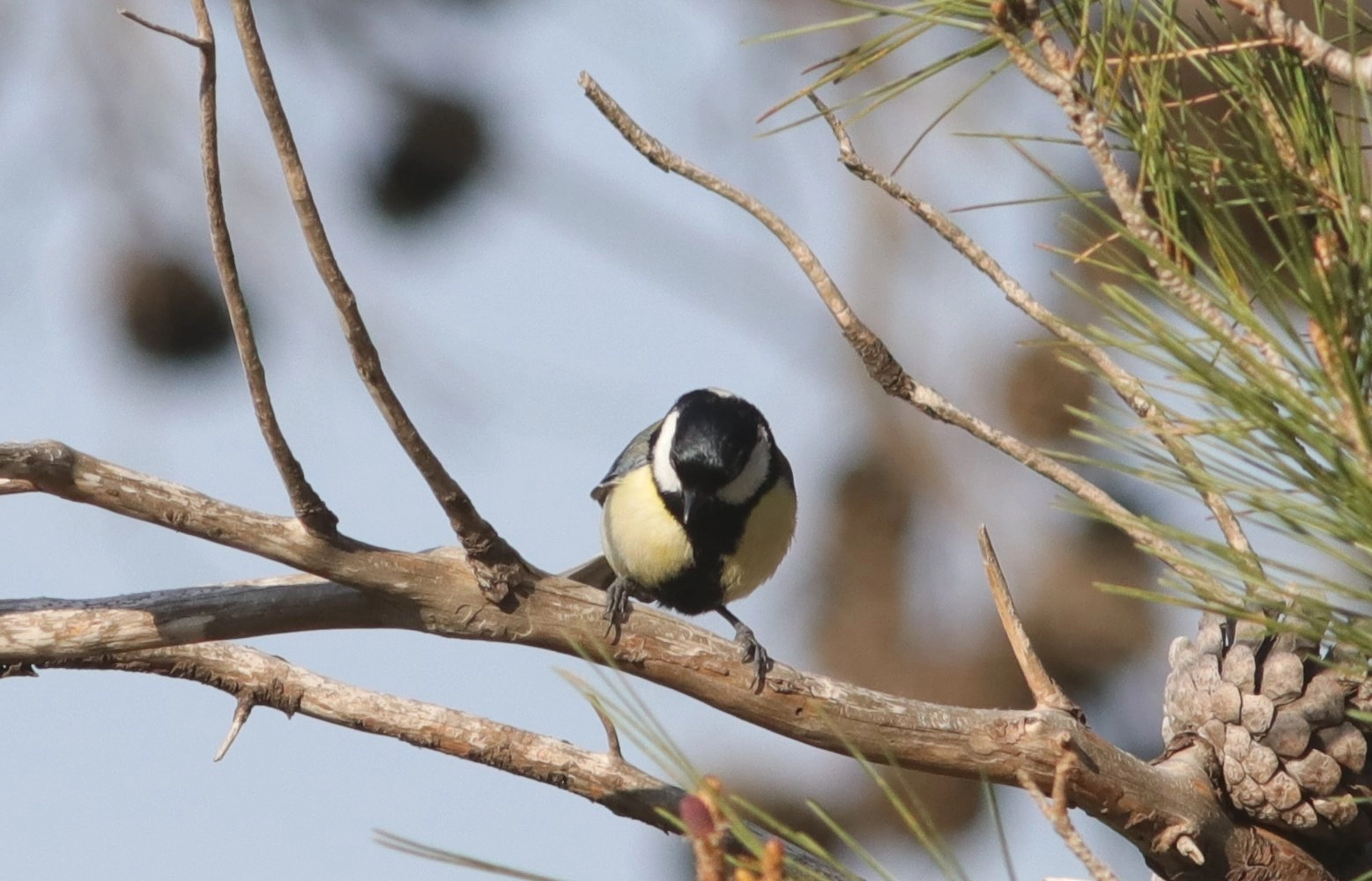 Canon EOS 80D + Canon EF 300mm F4L IS USM sample photo. Little big tit photography