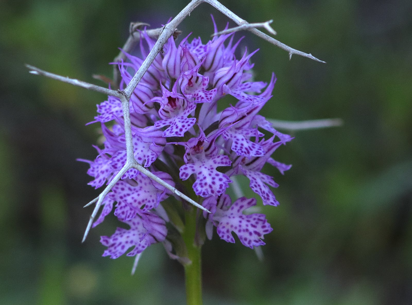 Canon EOS 80D + Canon EF 300mm F4L IS USM sample photo. The protected orchid photography