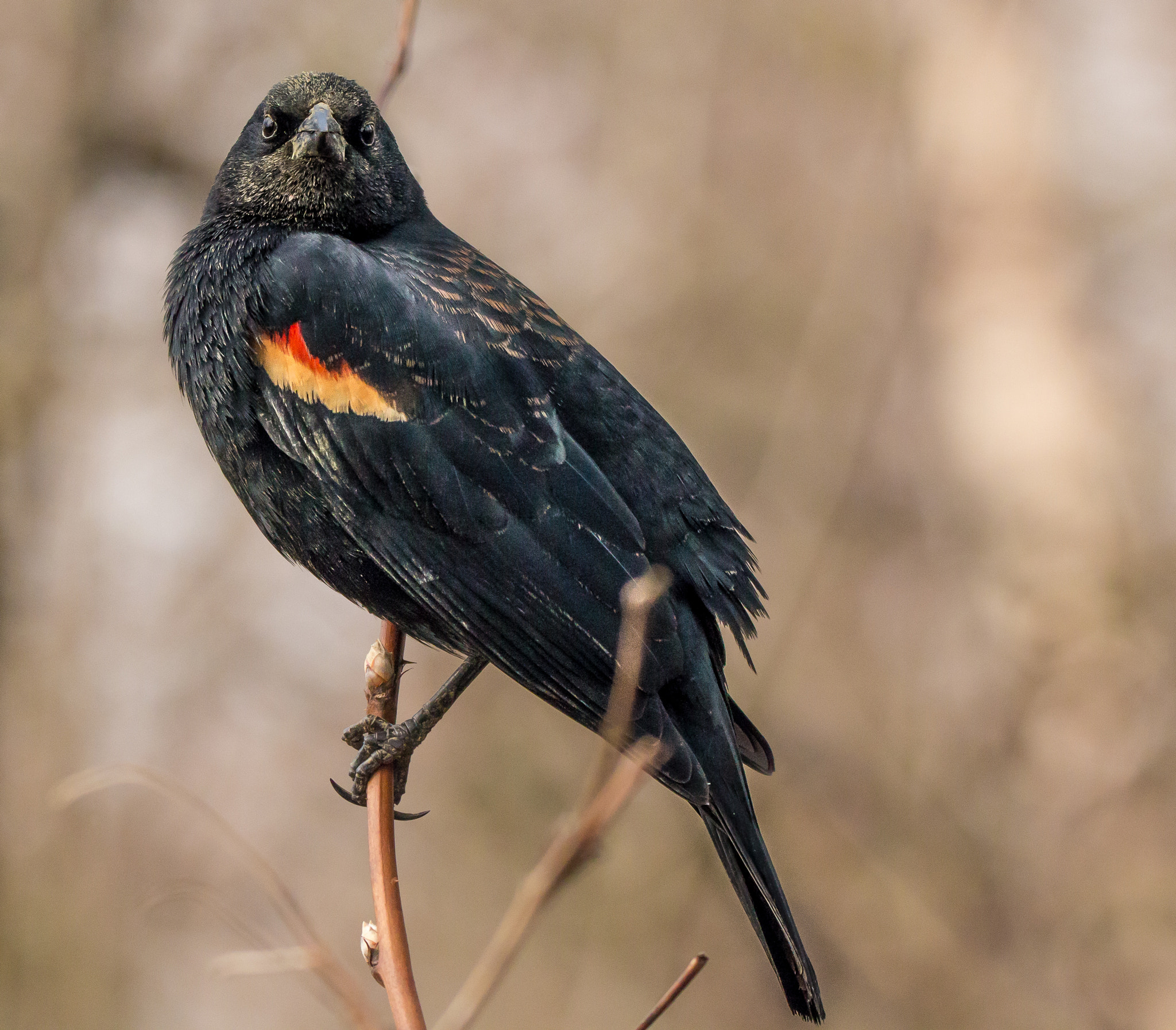 Canon EOS 70D sample photo. Red winged blackbird photography