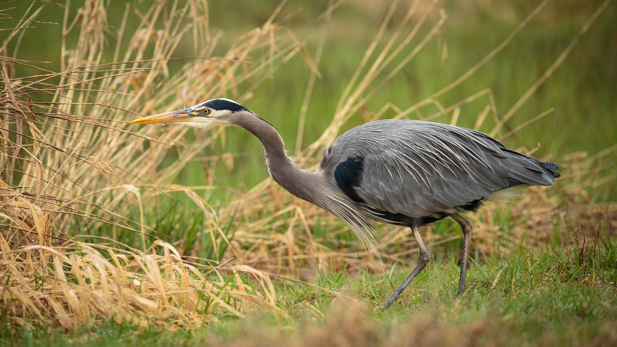 Canon EOS 6D sample photo. Hunting blue heron photography