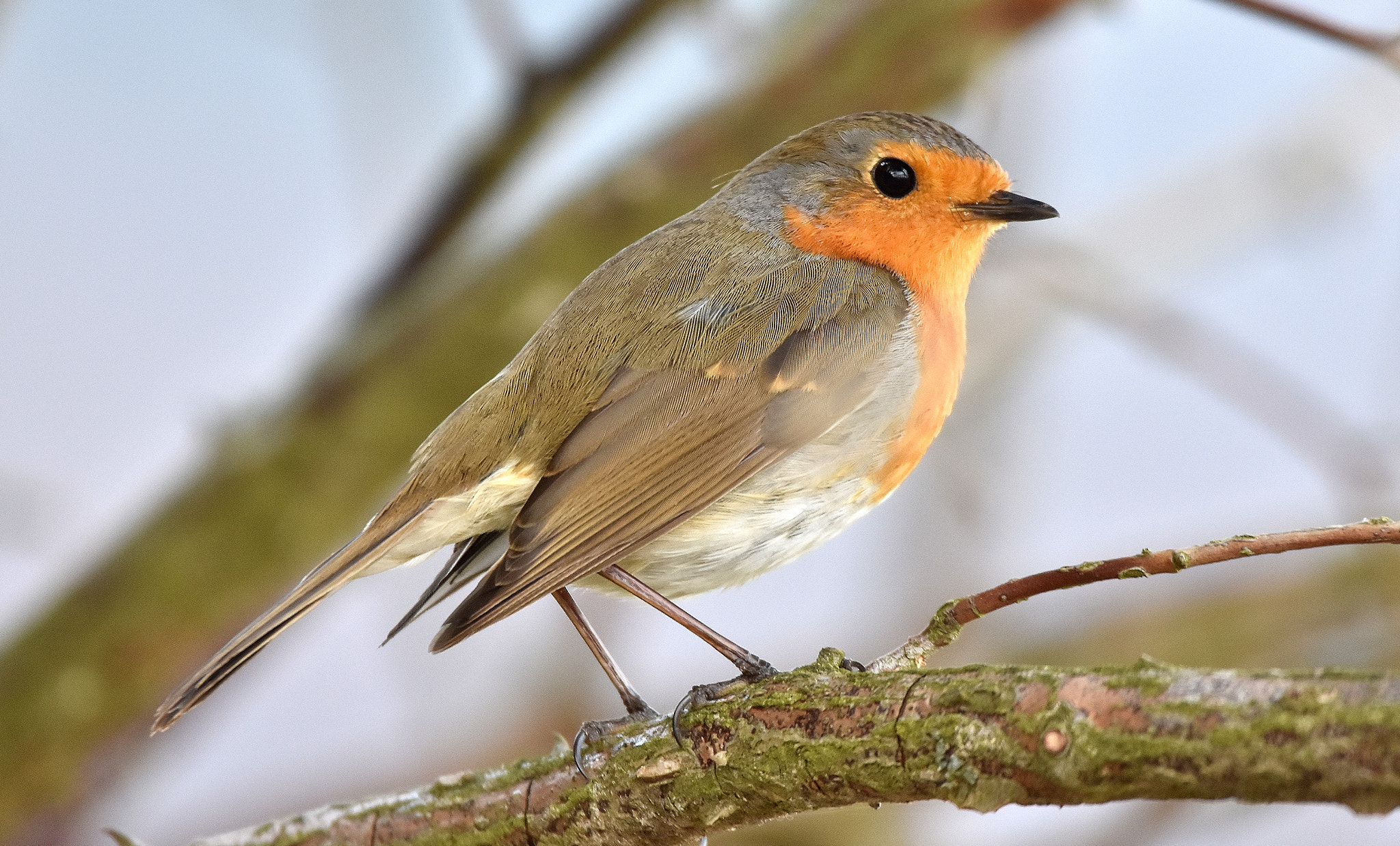 Nikon D7200 sample photo. European robin - erithacus rubecula in details photography