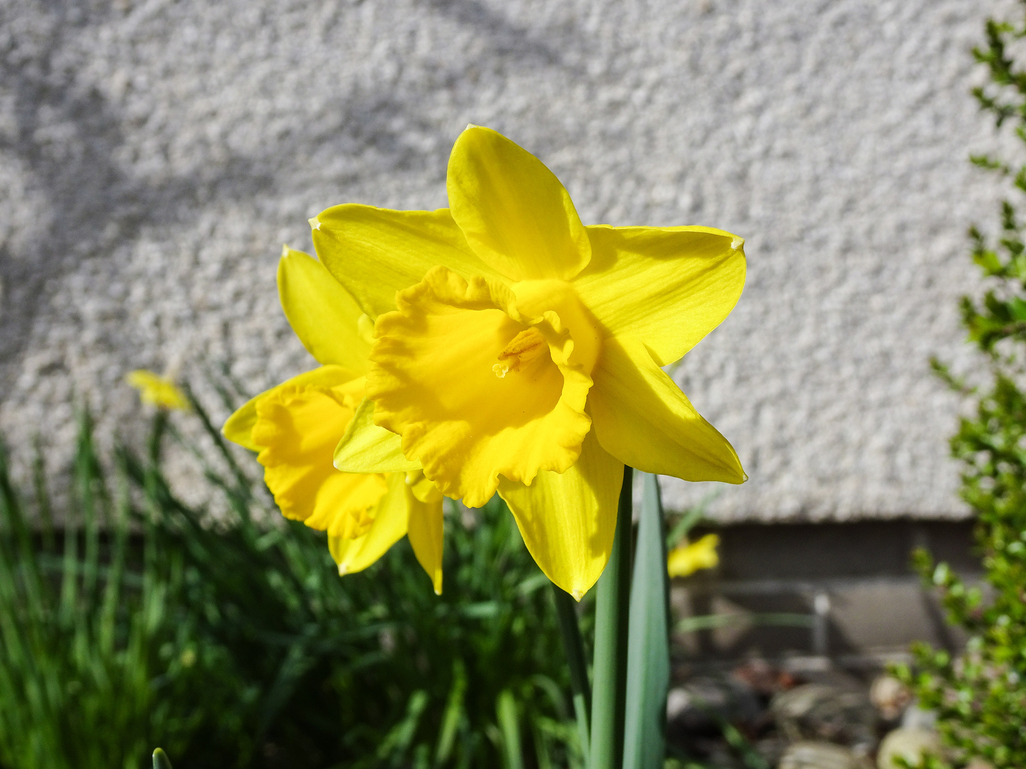 Sony Cyber-shot DSC-WX500 sample photo. Daffodils photography