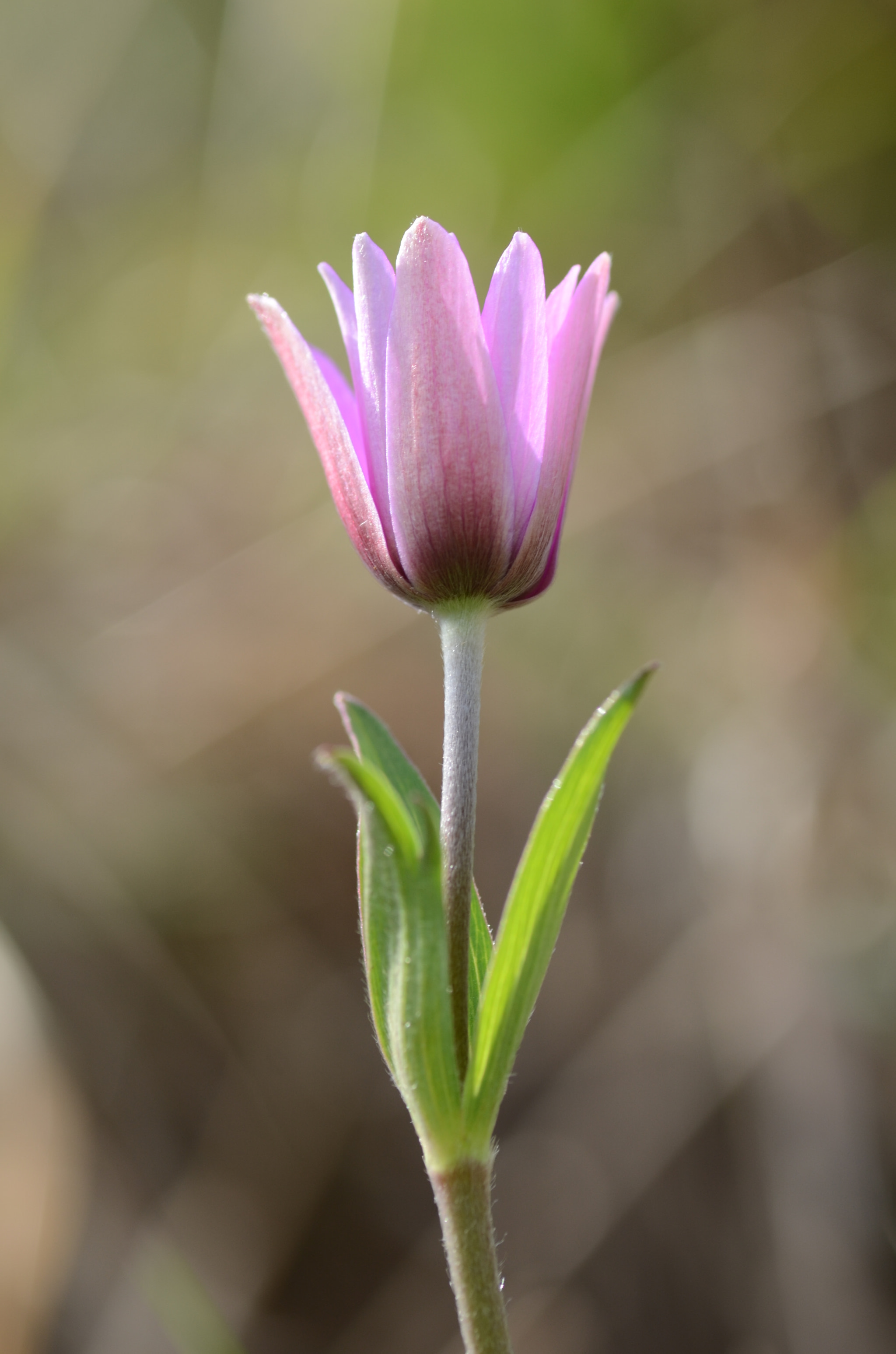 Nikon D7000 sample photo. Anemone hortensis photography