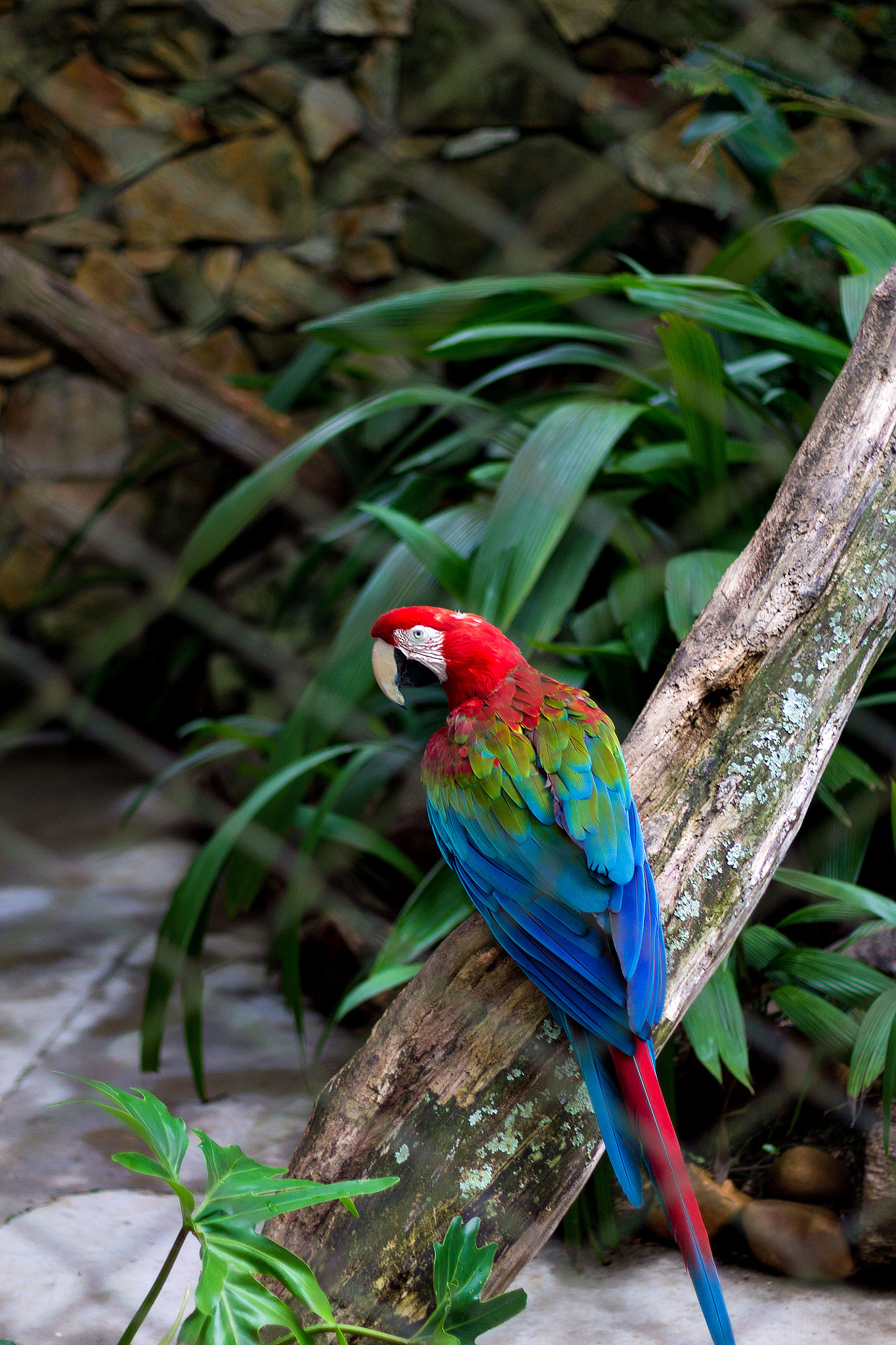 Canon EOS 1100D (EOS Rebel T3 / EOS Kiss X50) sample photo. Macaw photography