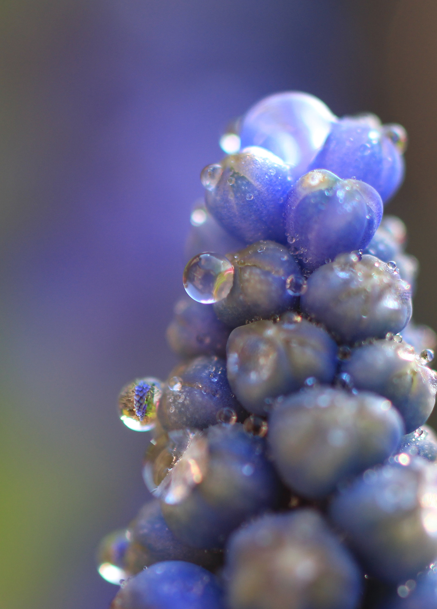 Canon EOS 700D (EOS Rebel T5i / EOS Kiss X7i) + Sigma 50mm f/2.8 EX sample photo. Muscari, with drop with muscari photography