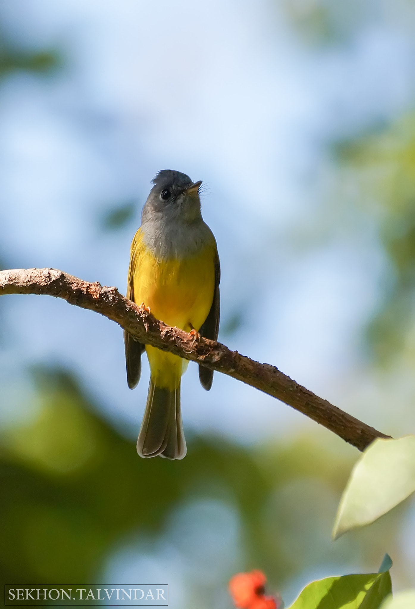 Sony DT 55-300mm F4.5-5.6 SAM sample photo. That yellow gray photography