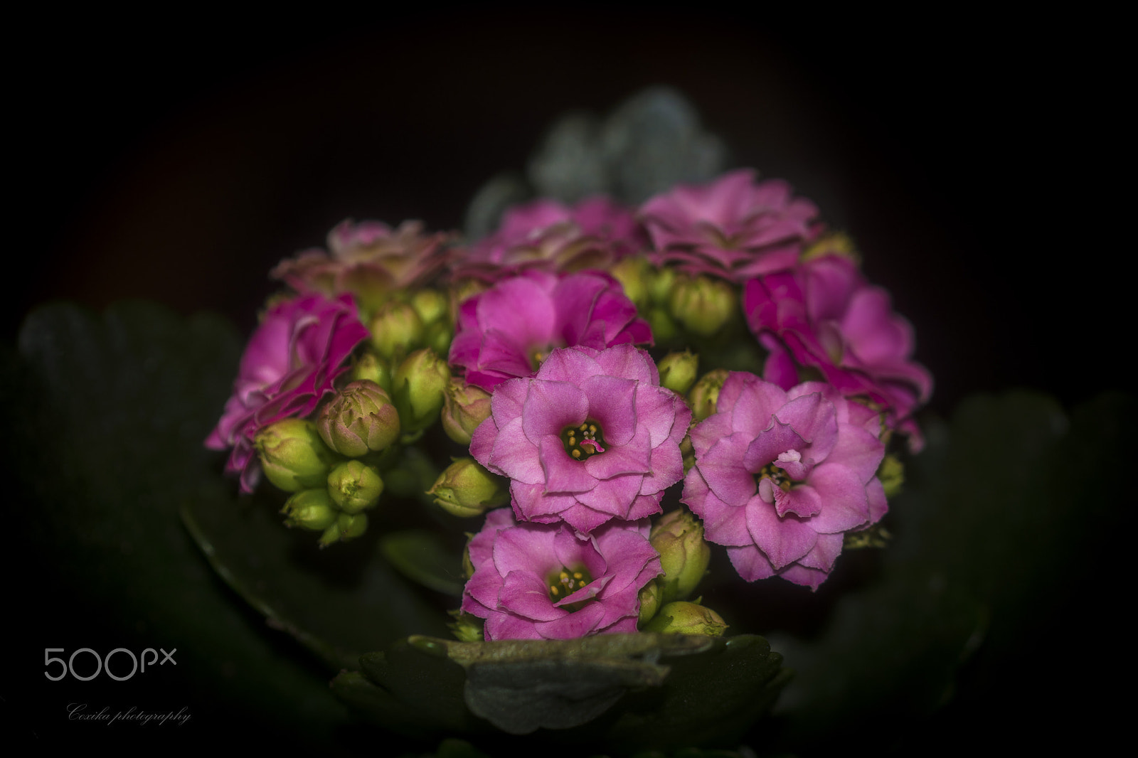 Nikon D7200 sample photo. Calandiva photography