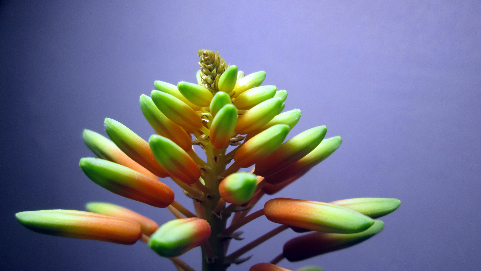 Canon PowerShot A1400 sample photo. Aloe vera flower photography