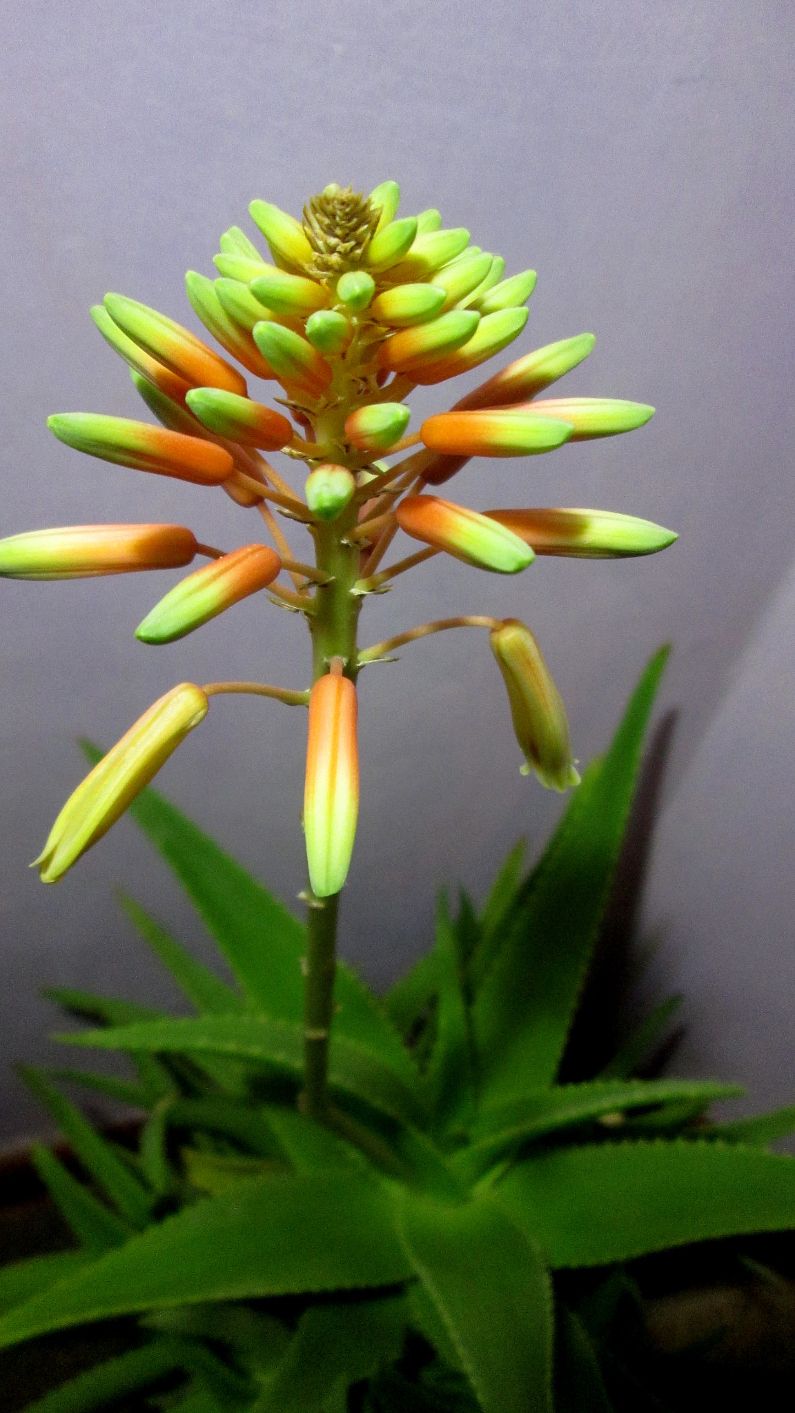 Canon PowerShot A1400 sample photo. Aloe vera flower photography