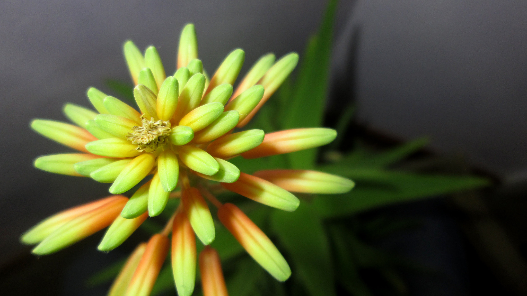 Canon PowerShot A1400 sample photo. Aloe vera flower photography