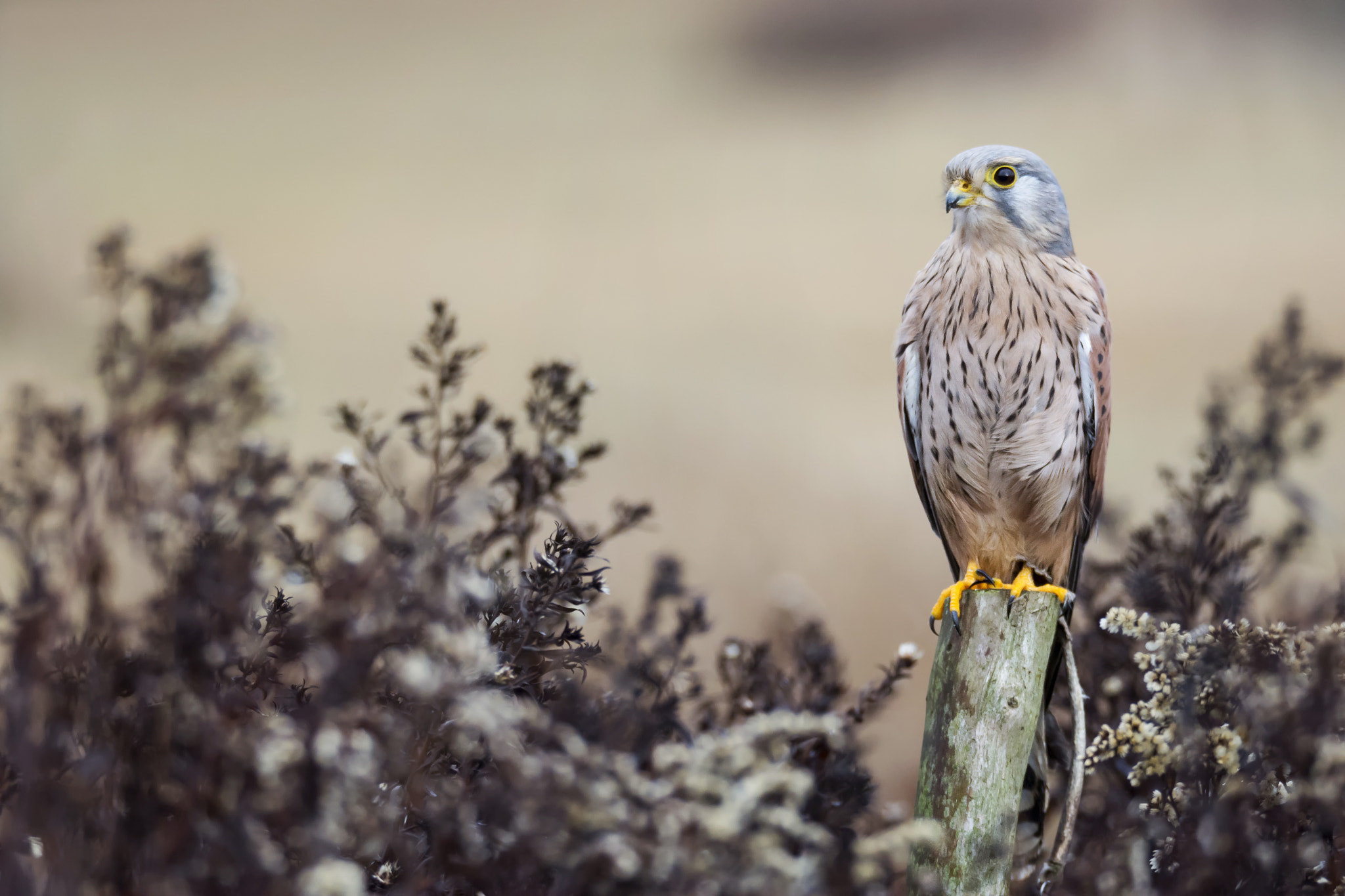 Nikon D7100 sample photo. Kestrel (falco tinnunculus) photography