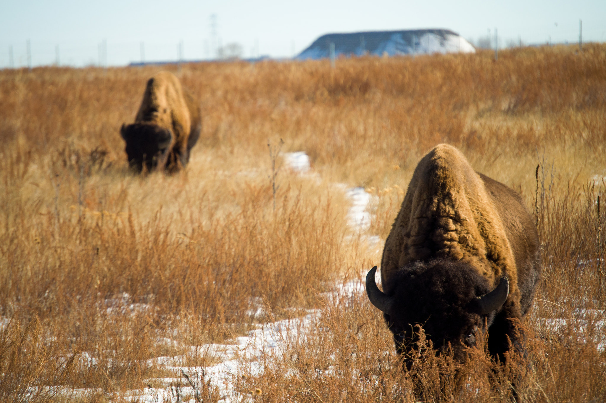 Nikon D5000 sample photo. Bison photography
