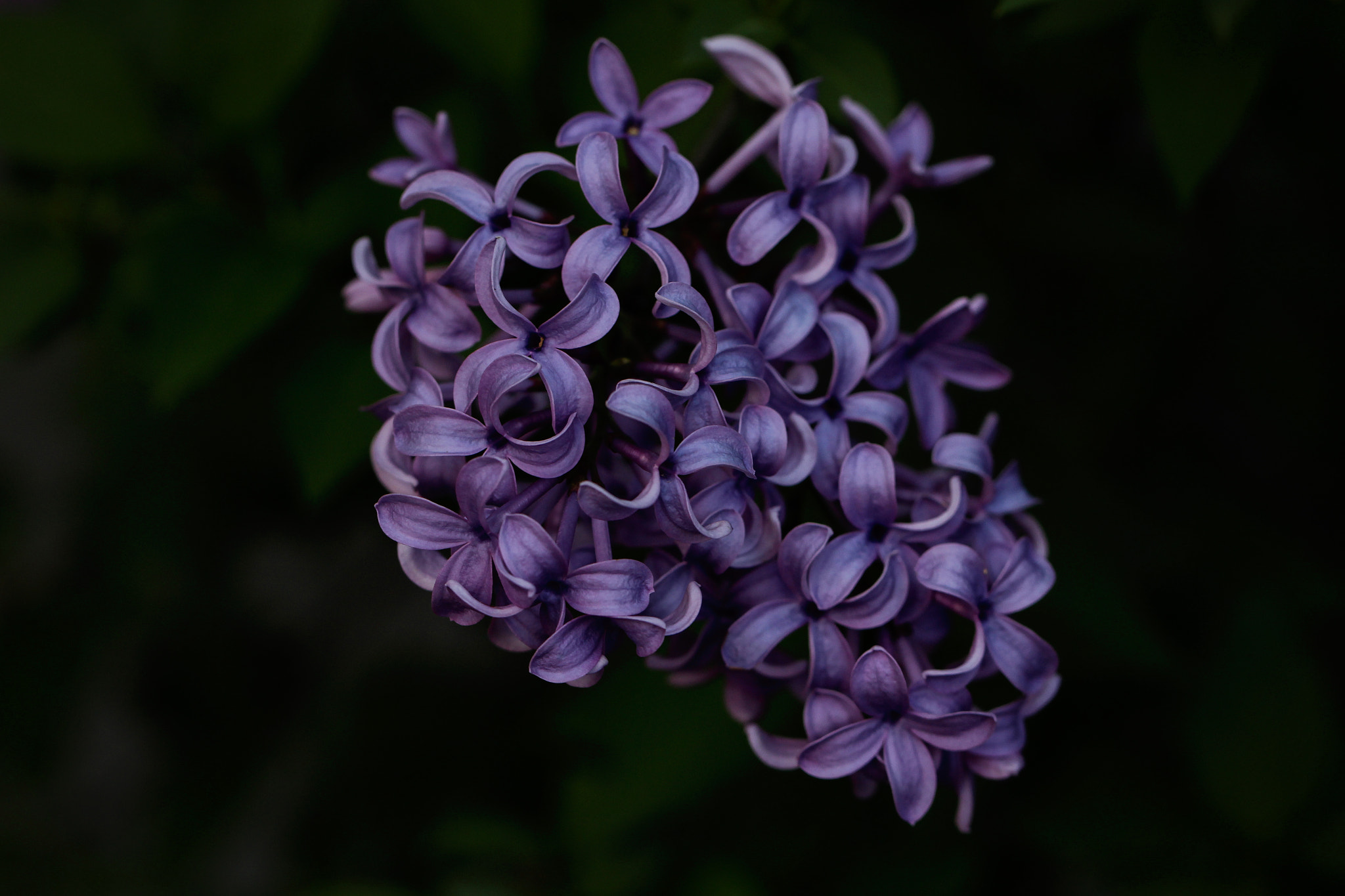 Canon EF 100mm F2.8L Macro IS USM sample photo. Lilacs photography