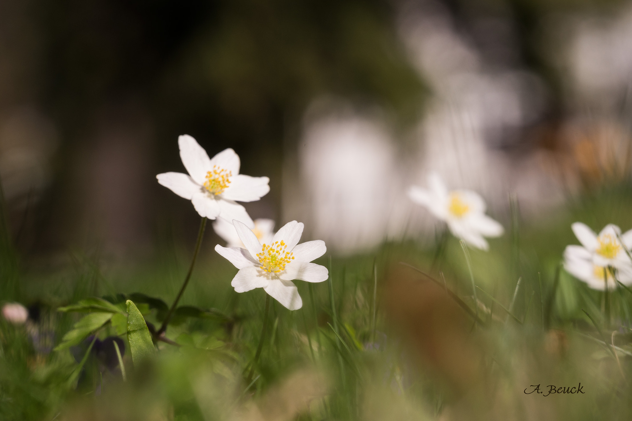 Sony a7 + Sony FE 70-300mm F4.5-5.6 G OSS sample photo. Buschwindröschen photography