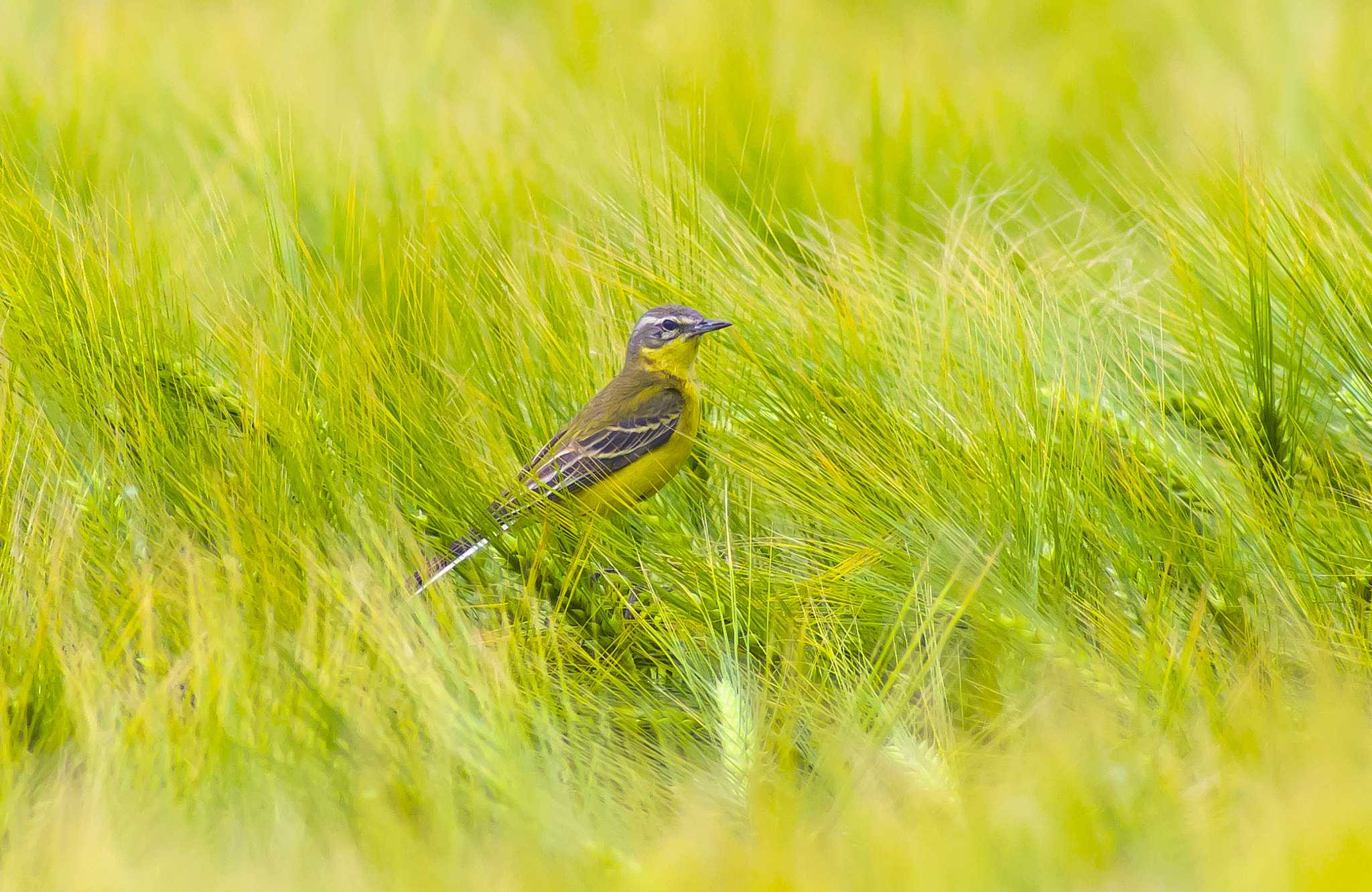 Pentax K-r sample photo. Western yellow wagtail photography