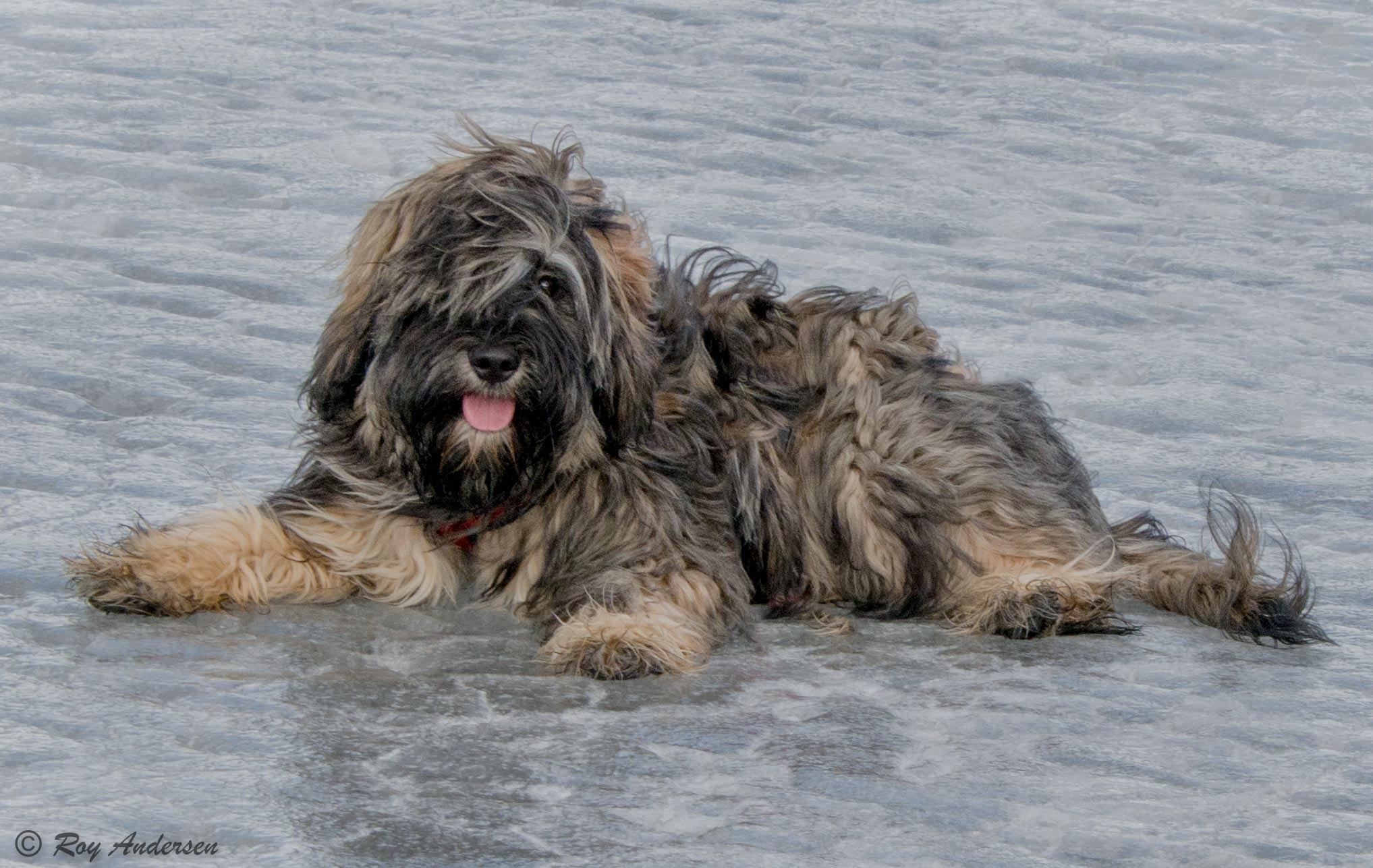 Nikon D7100 sample photo. Puppy on the frozen river photography