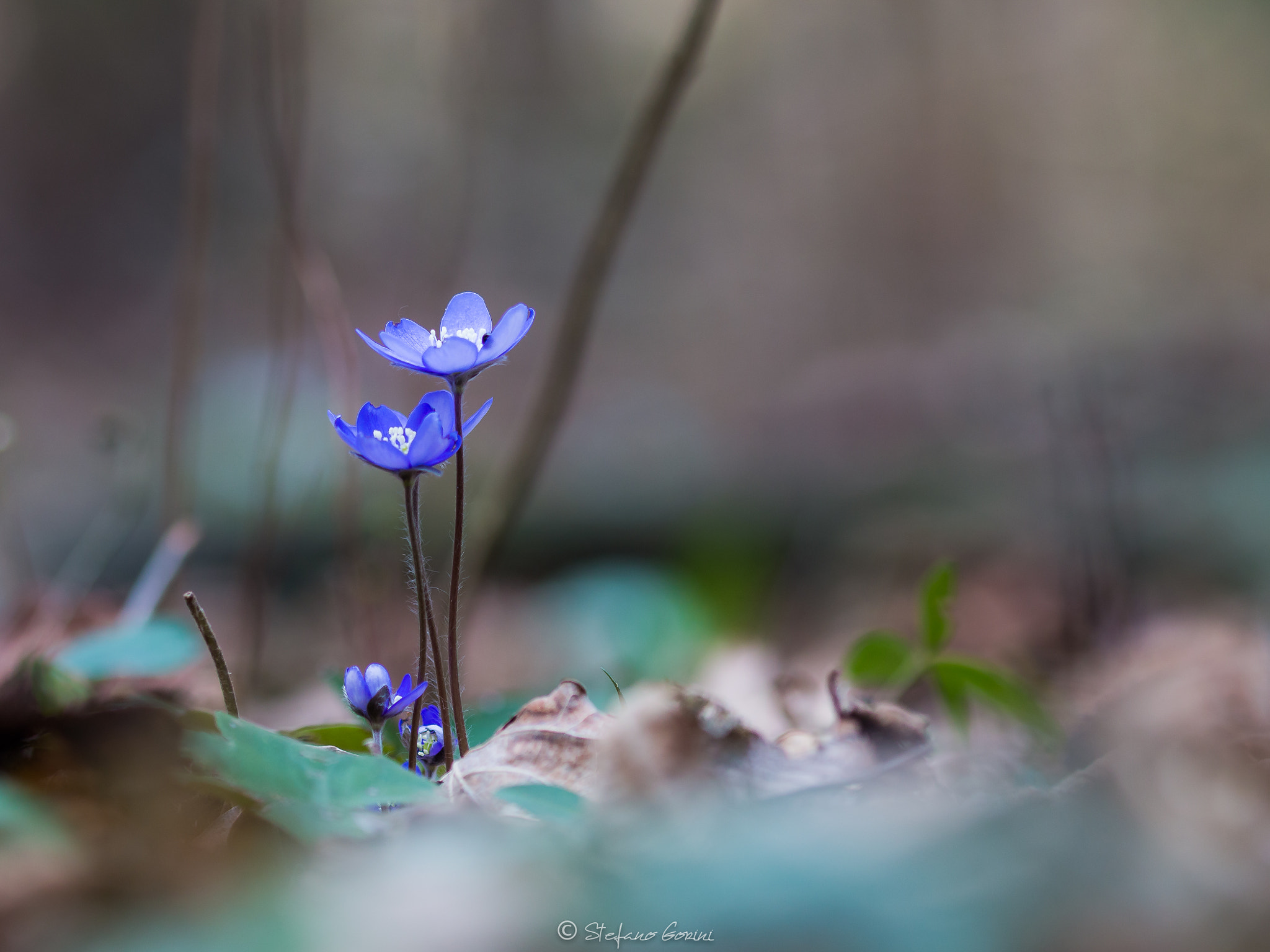 Sigma 105mm F2.8 EX DG OS HSM sample photo. Springtime photography