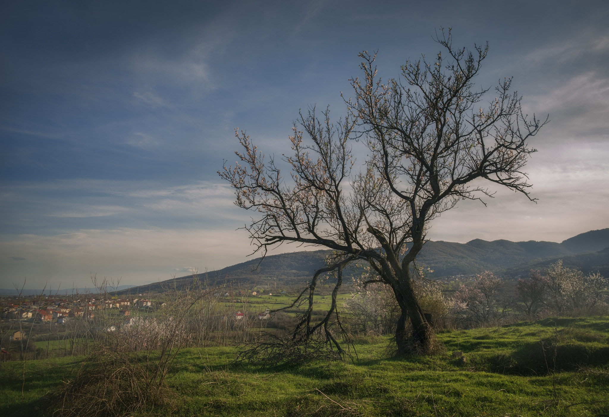 Pentax K-1 + A Series Lens sample photo. Broken tree photography