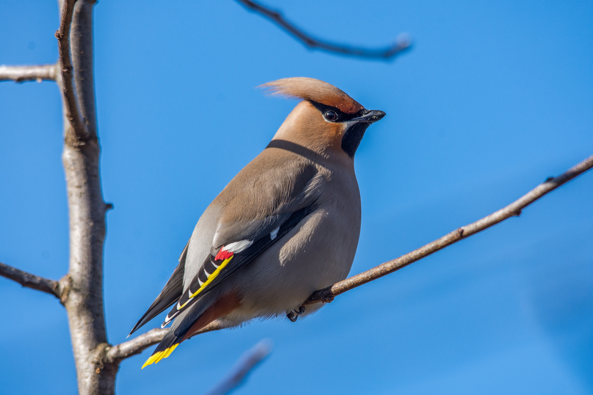 Sigma 150-500mm F5-6.3 DG OS HSM sample photo. Bohemian waxwing photography