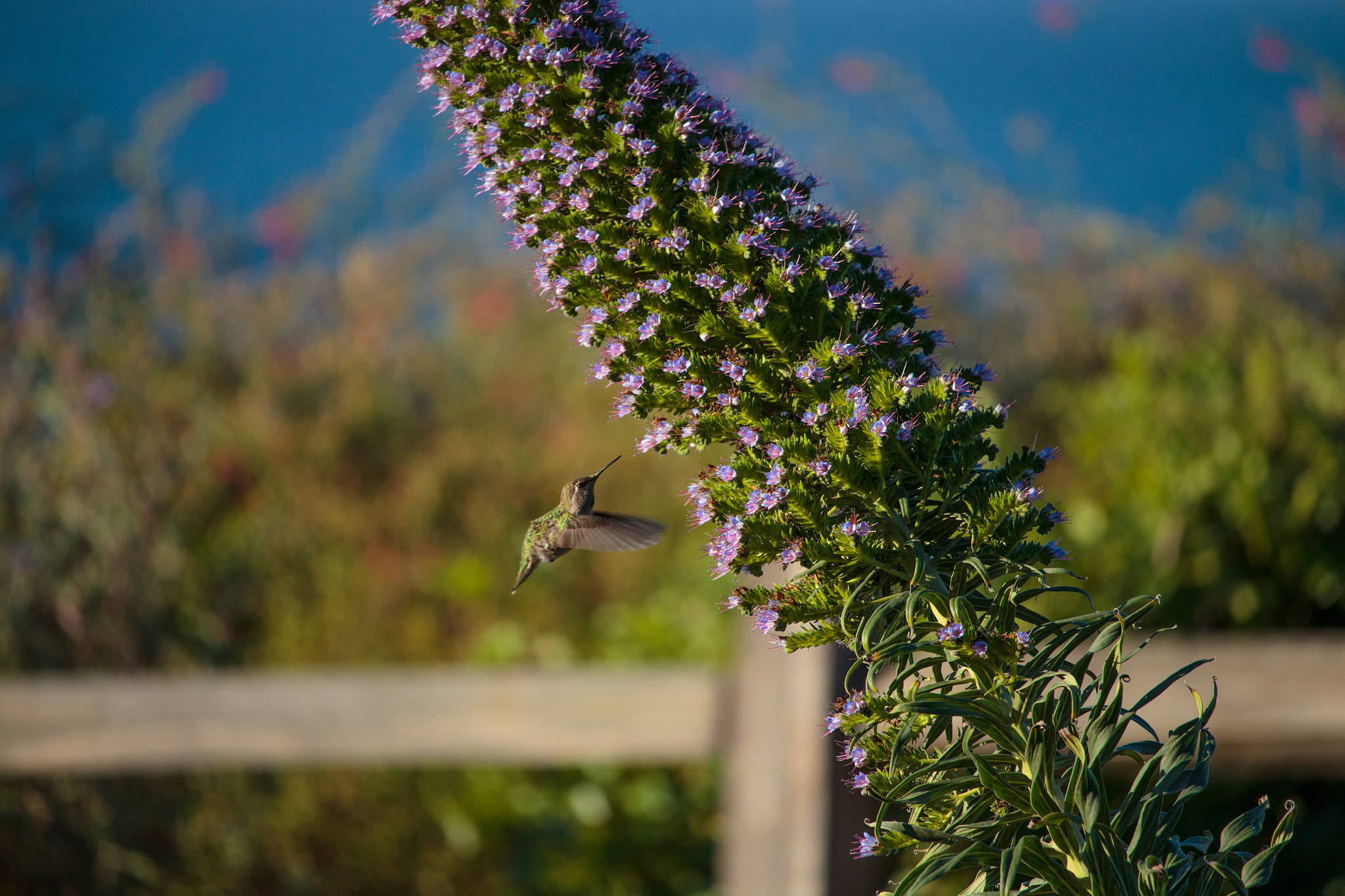 Canon EF-S 55-250mm F4-5.6 IS STM sample photo. Sweet nectar photography