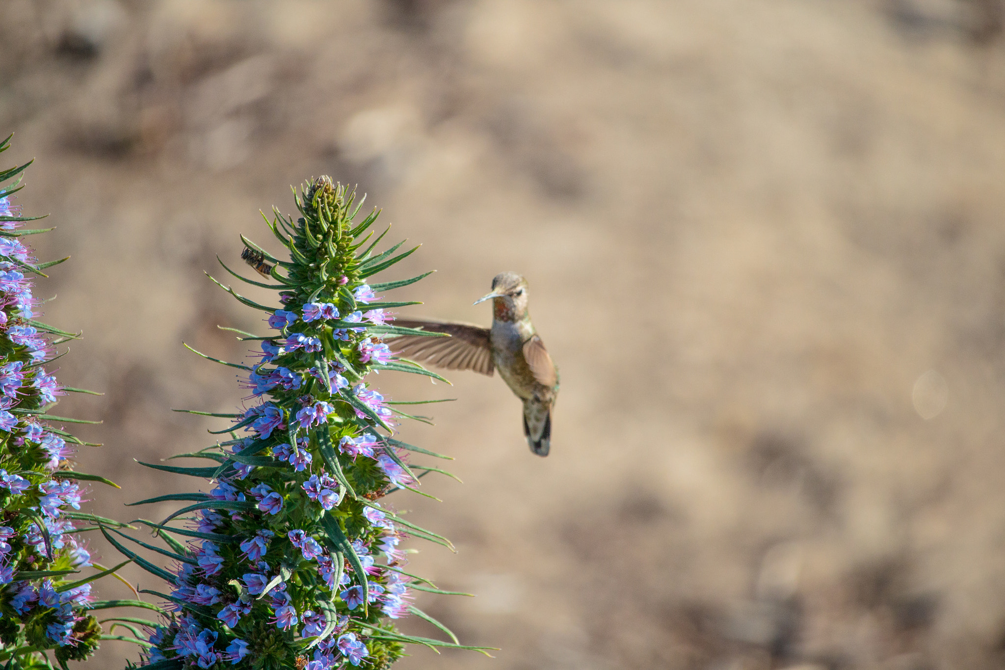Canon EF-S 55-250mm F4-5.6 IS STM sample photo. Hummingbird intimidation photography