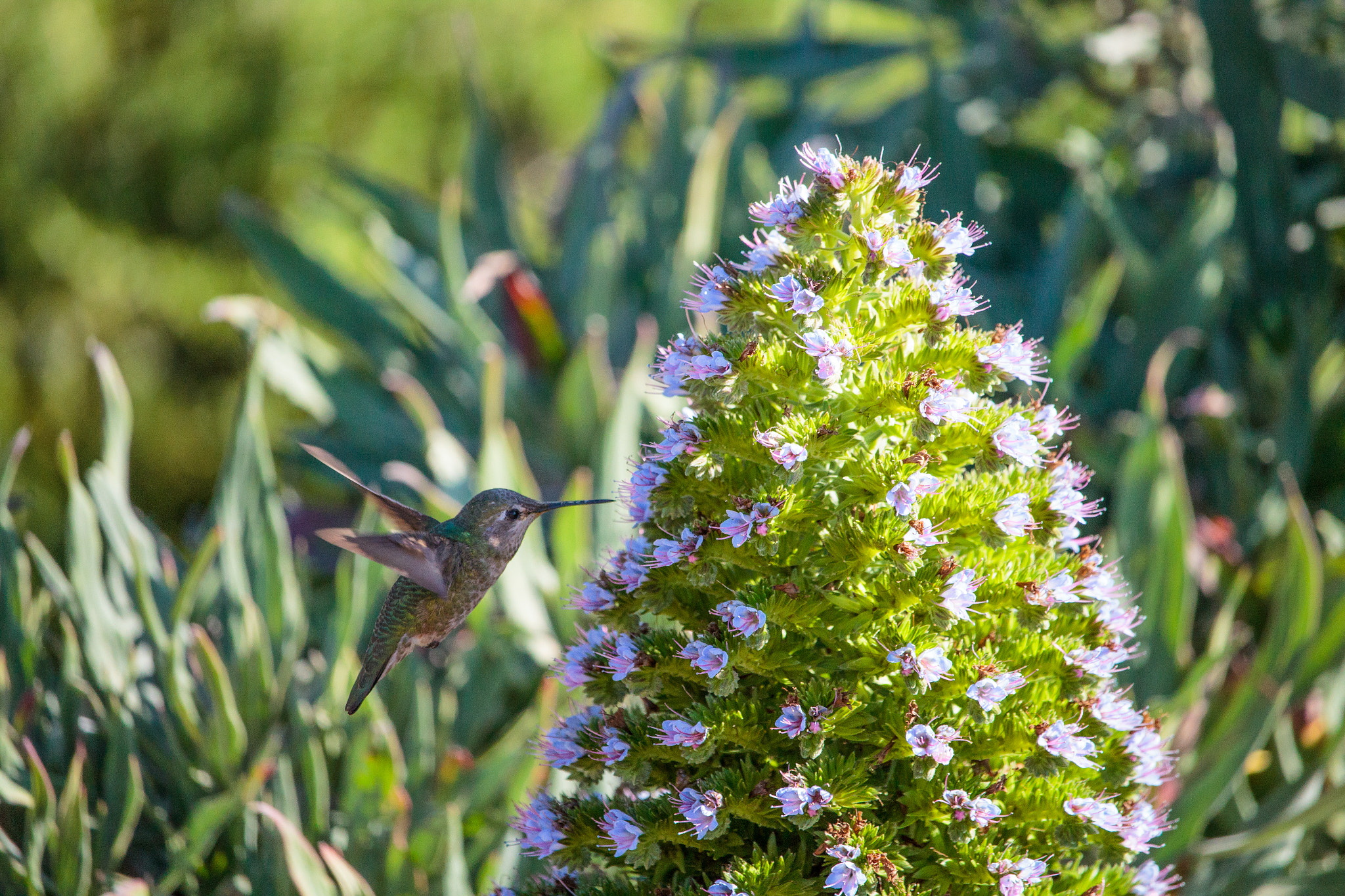 Canon EF-S 55-250mm F4-5.6 IS STM sample photo. The early bird photography