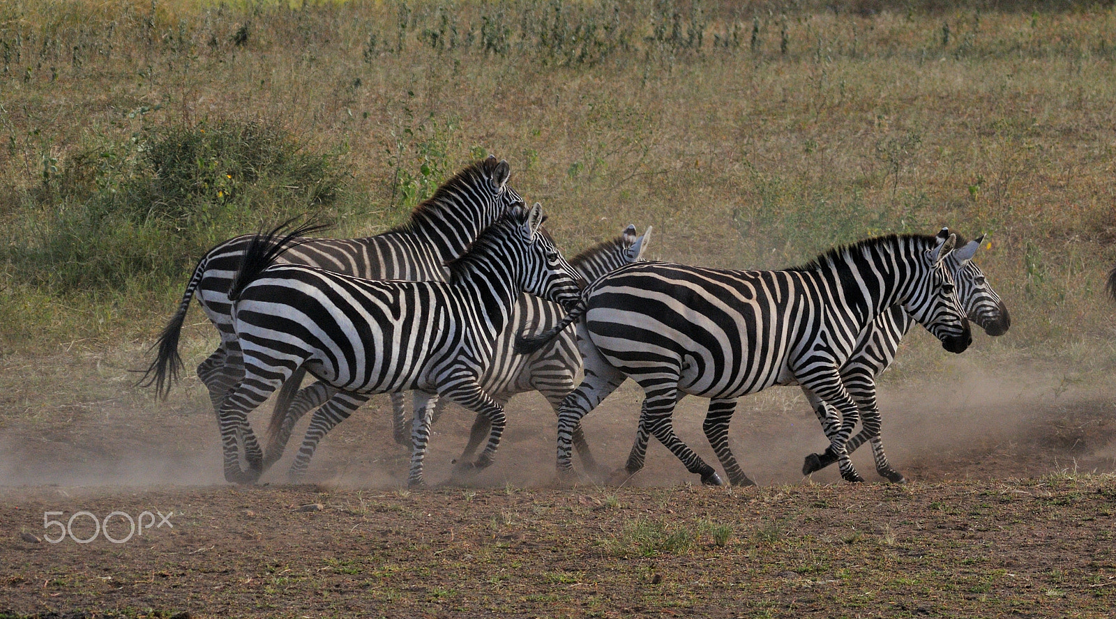 Nikon D300S + Sigma 150-500mm F5-6.3 DG OS HSM sample photo. Zebre in corsa photography