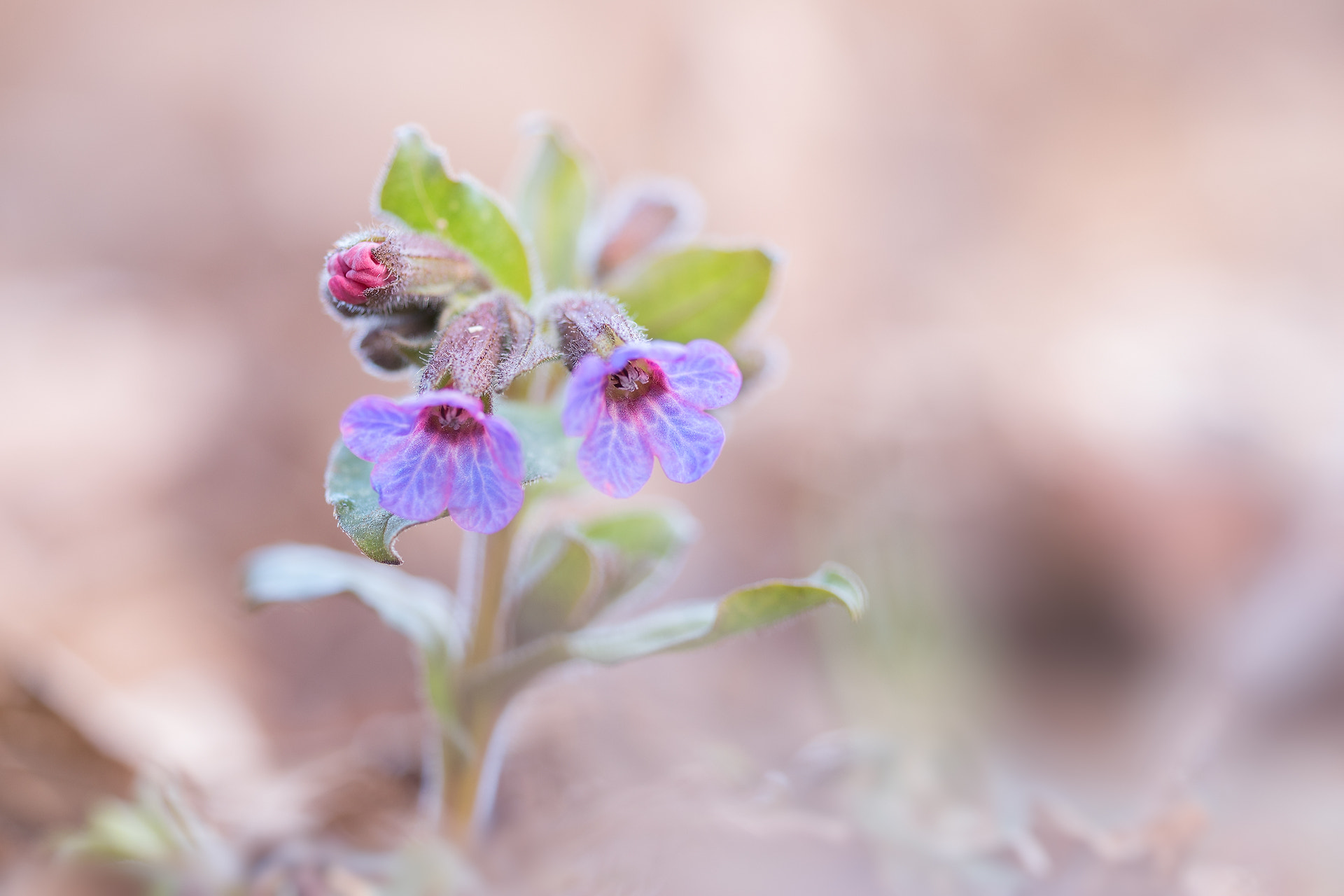 Sigma 150mm F2.8 EX DG OS Macro HSM sample photo. Lungenkraut photography