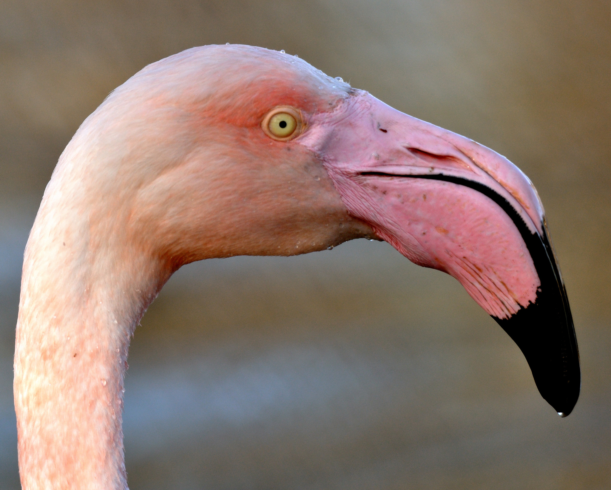 Nikon D90 sample photo. Flamingo. photography