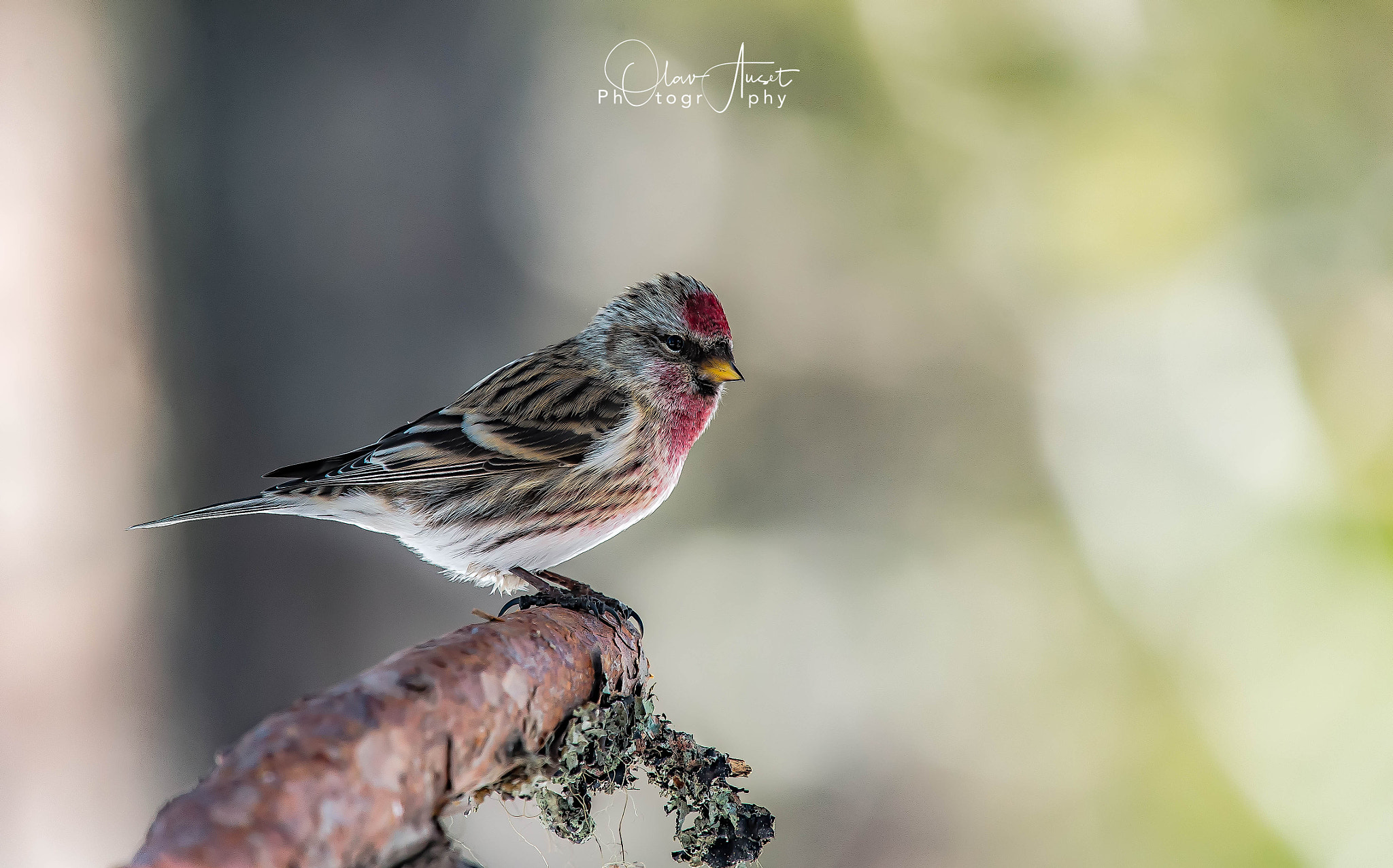 Nikon Nikkor AF-S 300mm F4E PF ED VR sample photo. Carduelis flammea photography
