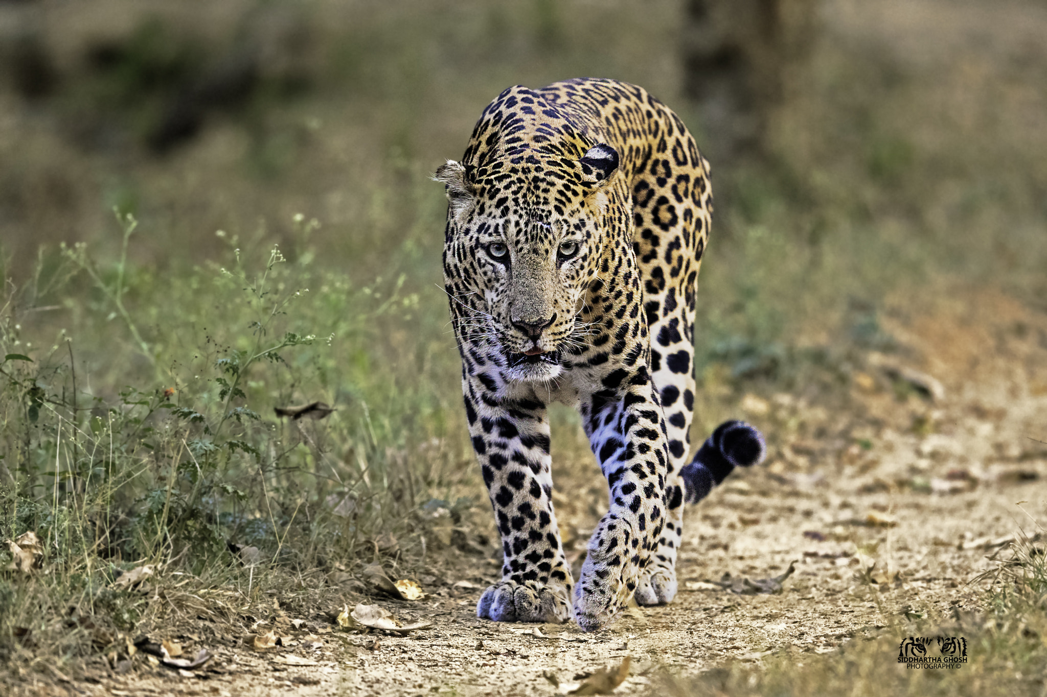 Nikon D500 sample photo. Indian leopard photography